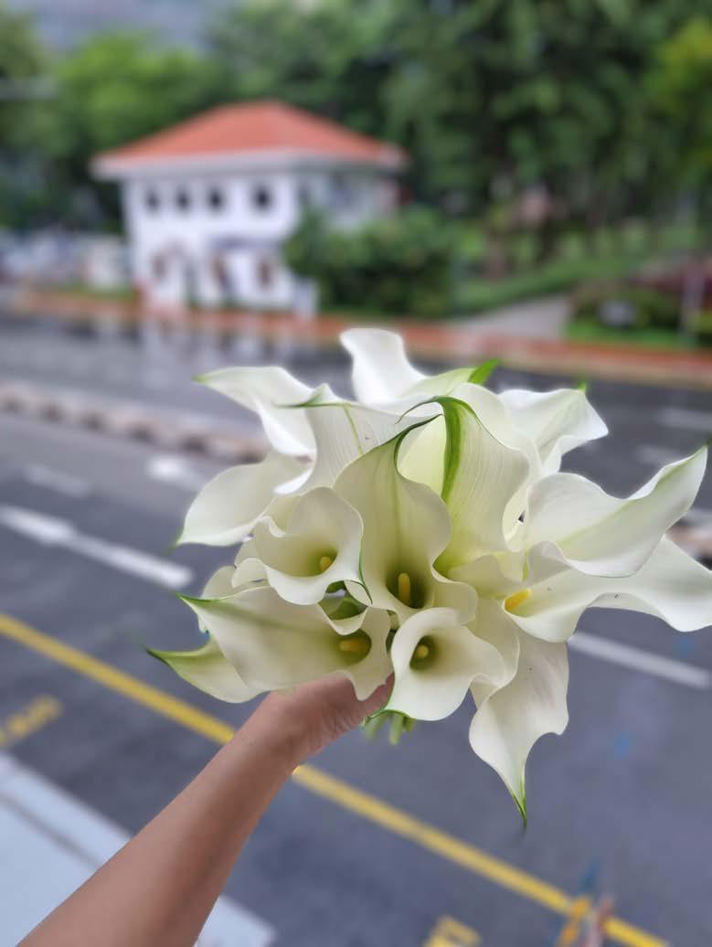 Calla Lily