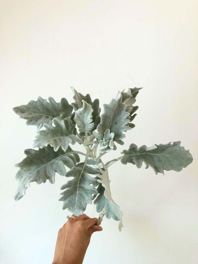 Dusty Miller