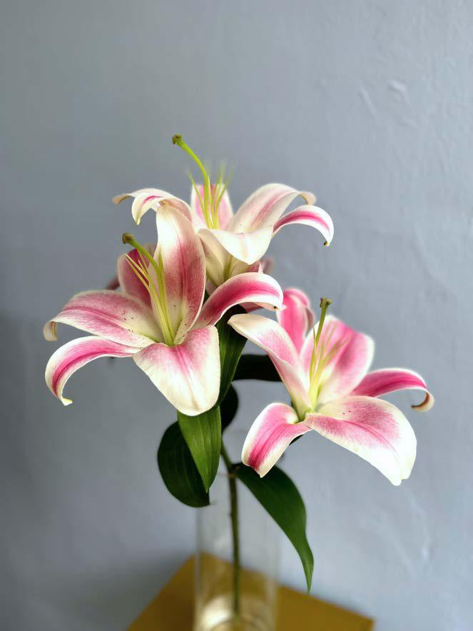 Lily