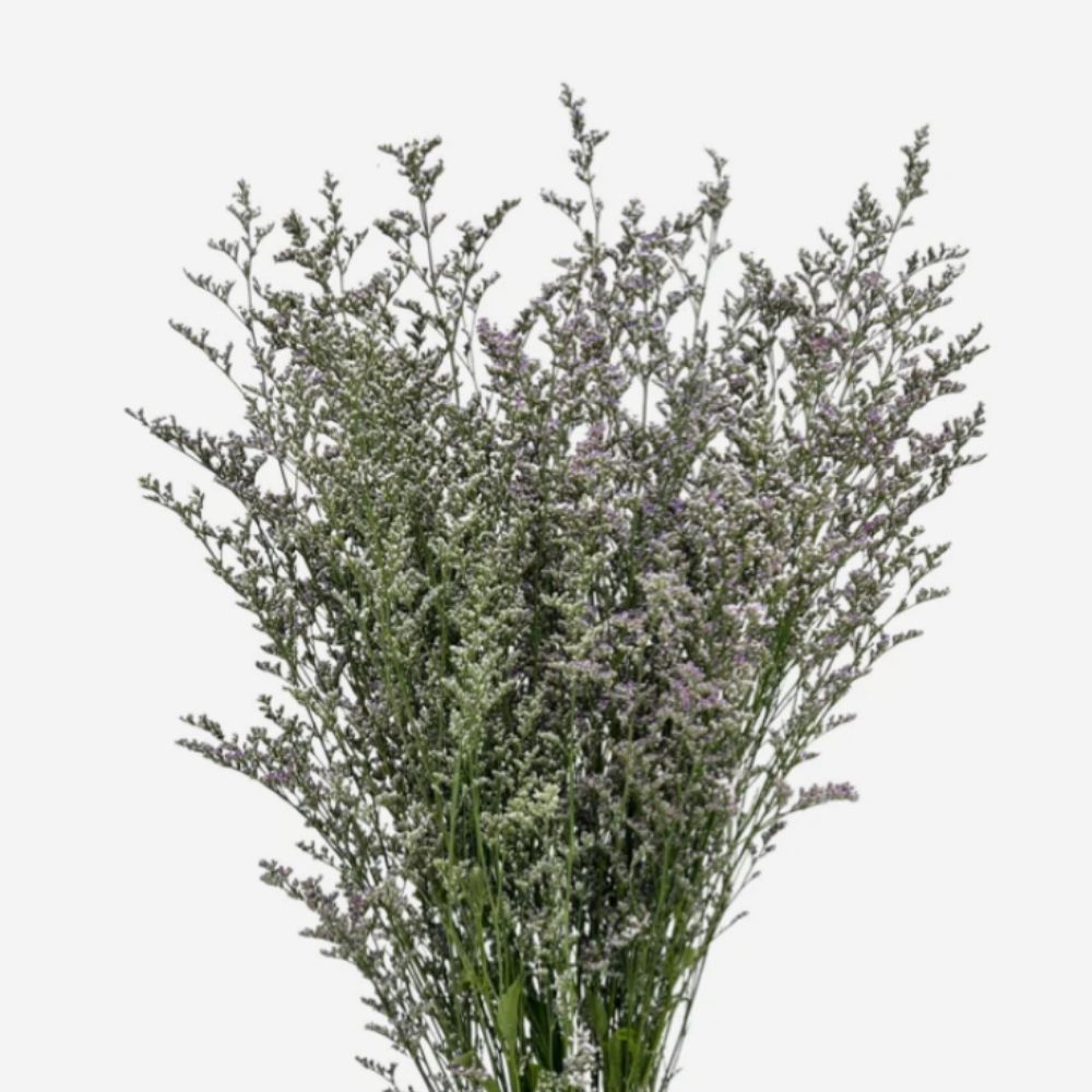 Misty purple