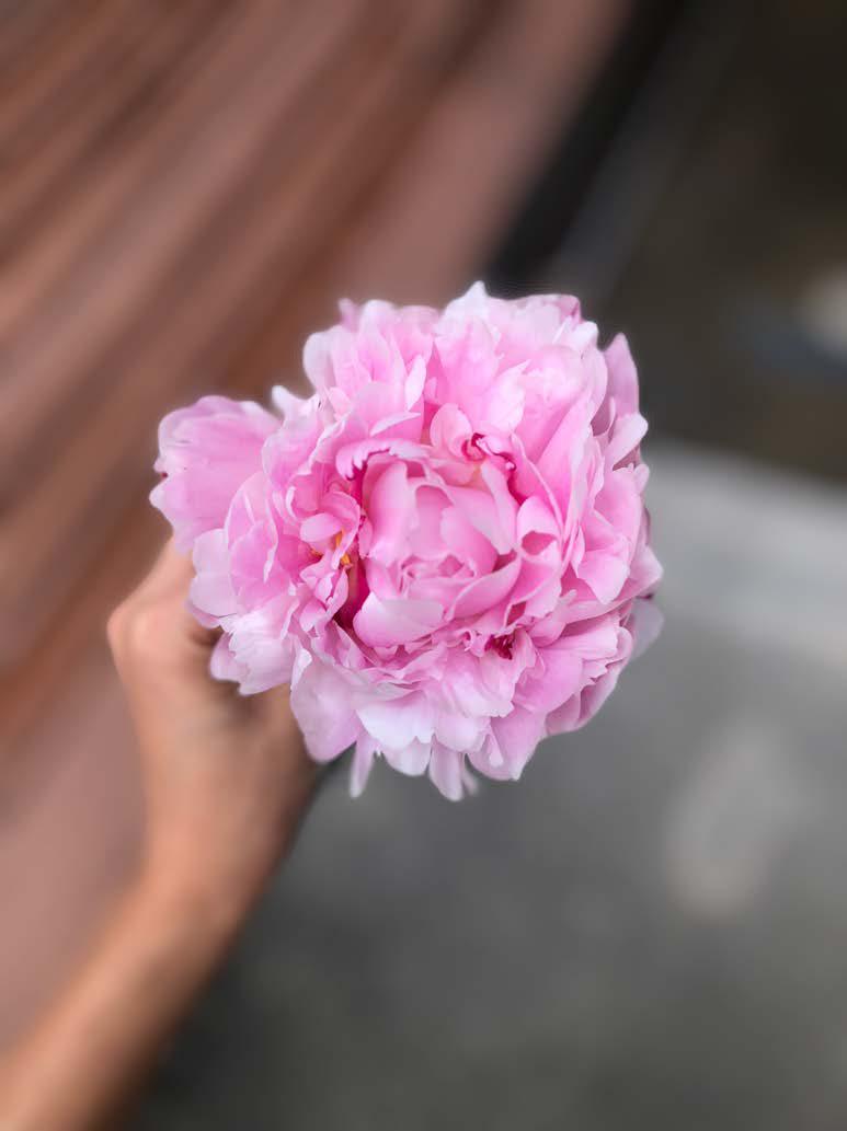 Peony