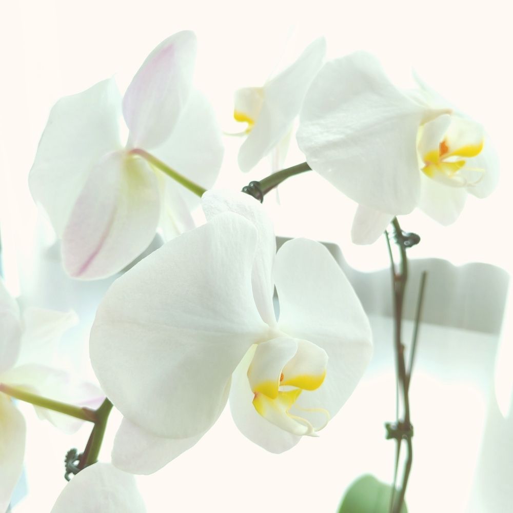 Phalaenopsis Orchid