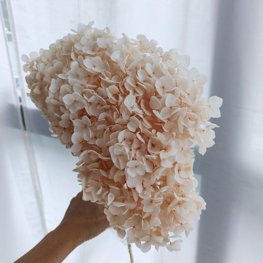 Preserved Hydrangea